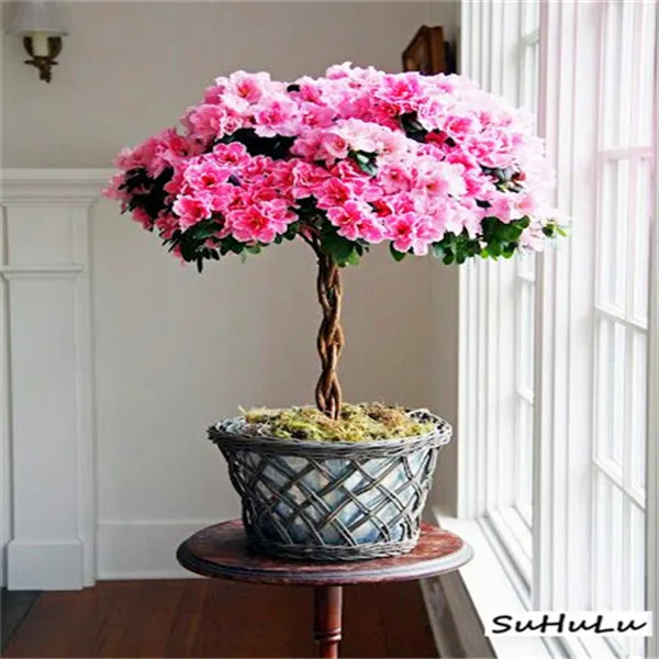 100 pcs/bag Japanese azalea Bonsai,rhododendron azalea