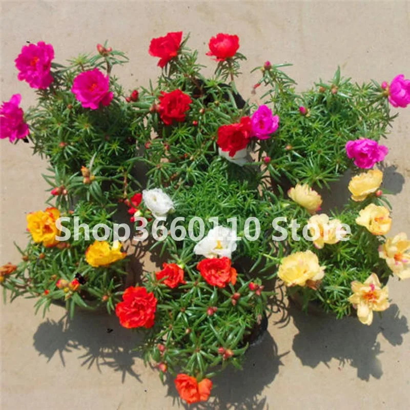 100 PCS/Bag Portulaca Grandiflora Bonsai Heat Tolerant Easy To Grow Bonsai Flower Bonsai For Home Garden Potted Plants