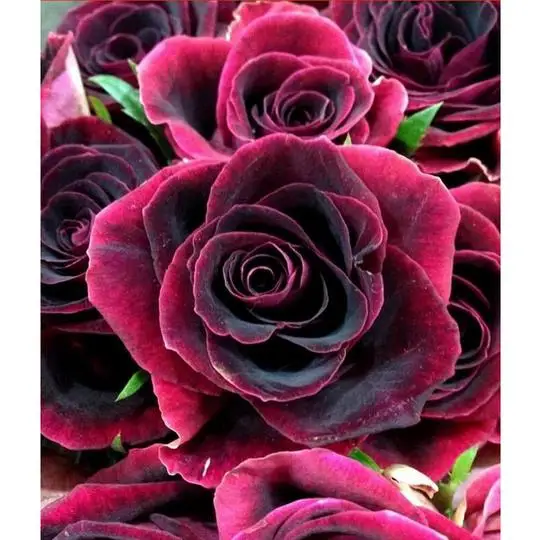 Red Flowers