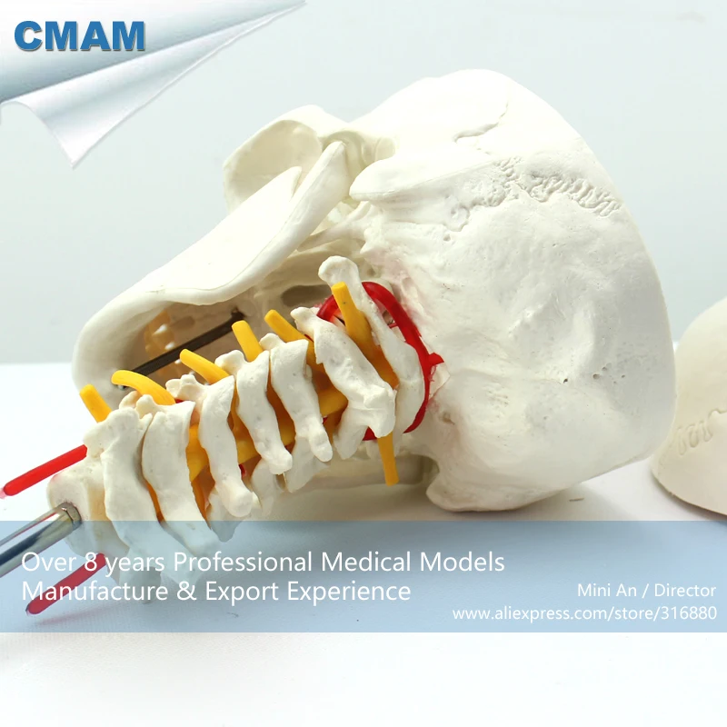 12332/человеческий череп для изучения анатомии на шейных позвонках/анатомическая модель позвоночника, обучение медицине анатомических моделей