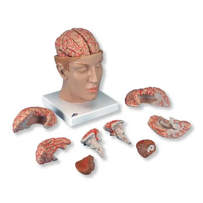 

HUMAN Brain model with skull base artery, 8 parts of craniocerebral vascular location model 15*15*23cm 1.6kg