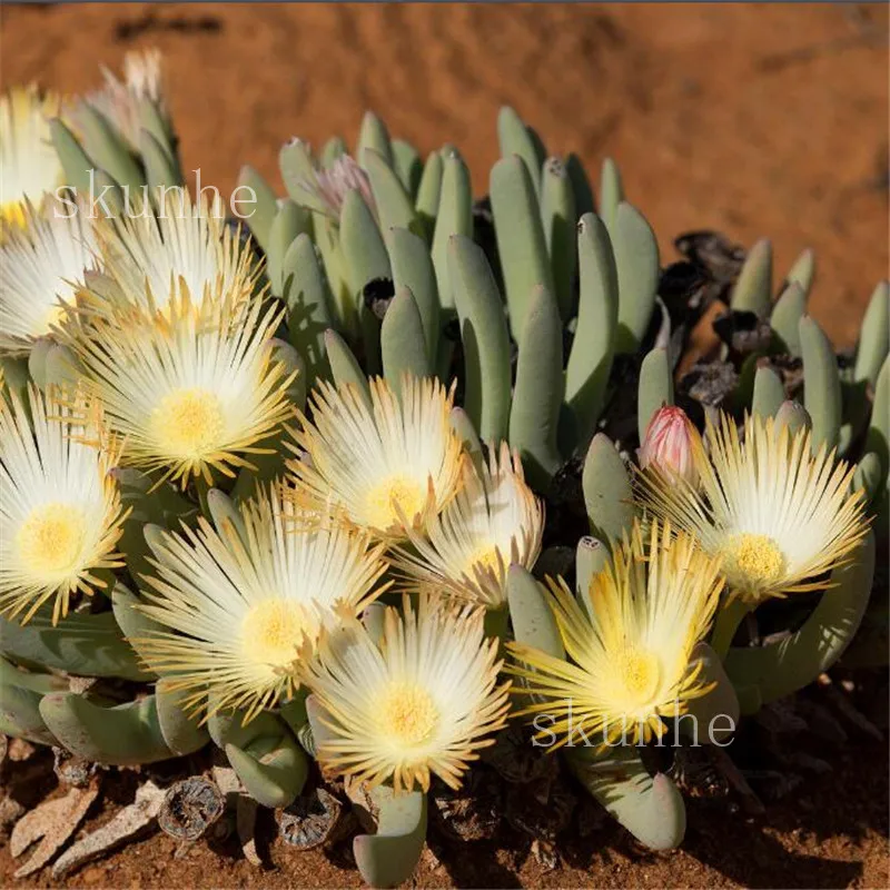 

Hot Selling 100pcs Mixed Astrophytum Cactus flores Succulents Plants Bonsai plantas DIY Home Garden Potted Plant Flower