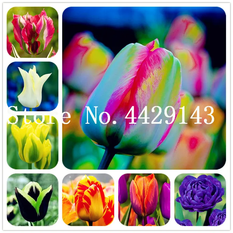 

Hot Sale! 200 Pcs Tulip Flowers Bonsai Rainbow Color Petals Outdoor Tulip Flower Perennial DIY Home Garden Bonsai Pot Plants