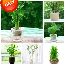 

New Seeds 2015!6 Kinds Lucky Bamboo Choose Potted Seeds Variety Complete Dracaena Seeds the Budding Rate 95%, 100 PCS/Pack,#WS30