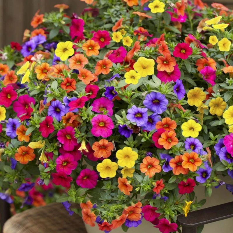 200pcs hanging petunia mixed seeds color waves beautiful flowers for