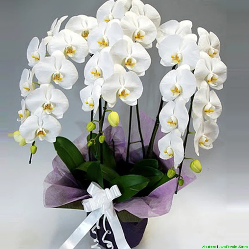 

diamond painting White orchid floral mosaic diamond embroidery sale diamond painting accessories rhinestones pictures