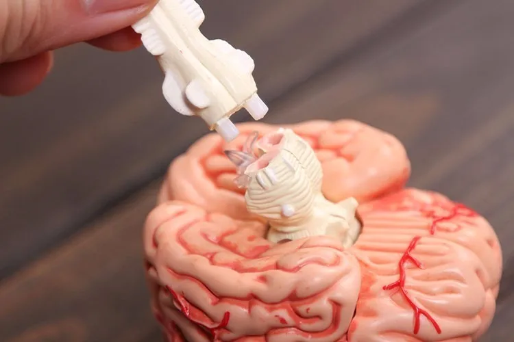 32 части 4D медицинский человеческий череп анатомическая модель скелета Анатомия мозга модель зубов Модель с esqueleto humano anatomia