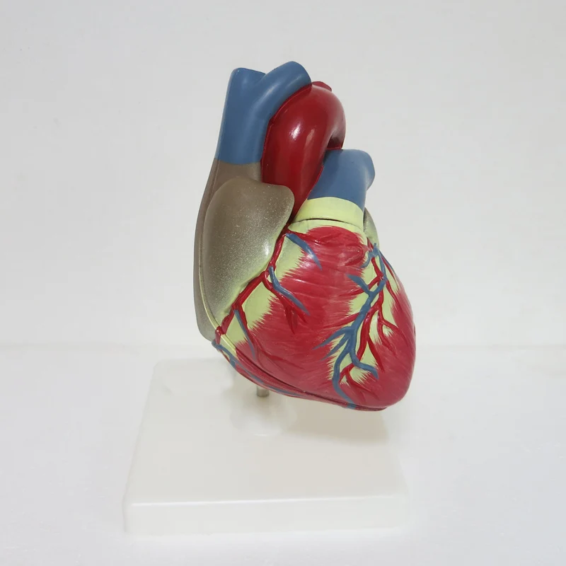 3 раза большой ПВХ сердечной анатомии модель Спецодежда медицинская учебного пособия учебных инструмент Clinic фигурки