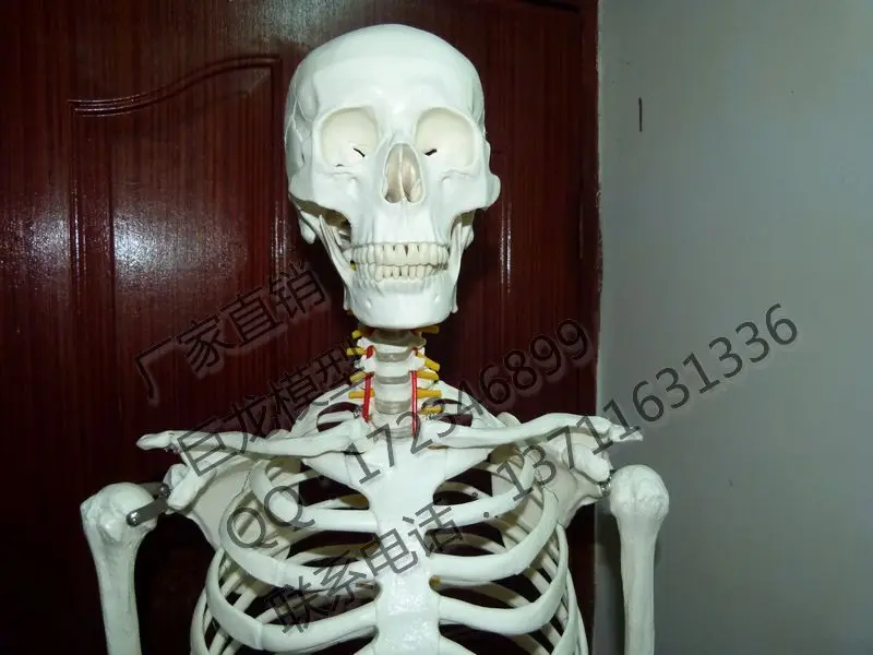 Стандартный 170 см скелет человека высокое качество тело модель большой череп скелет