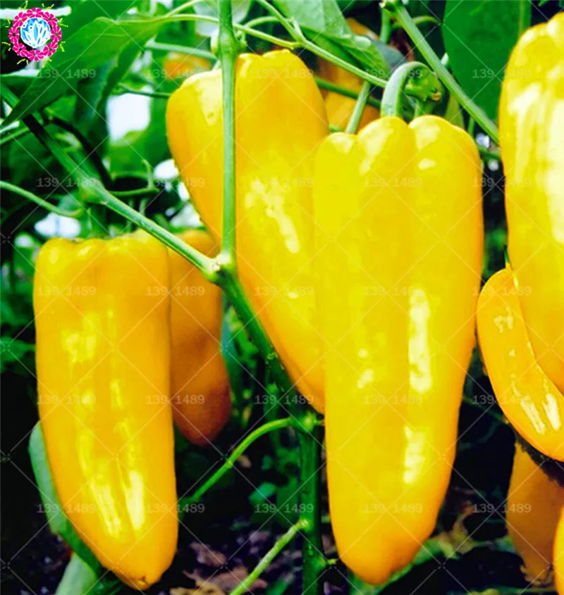 

BONSAI 200pcs yellow chili Organic edible hot pepper vegetable planting potted for home garden supplies