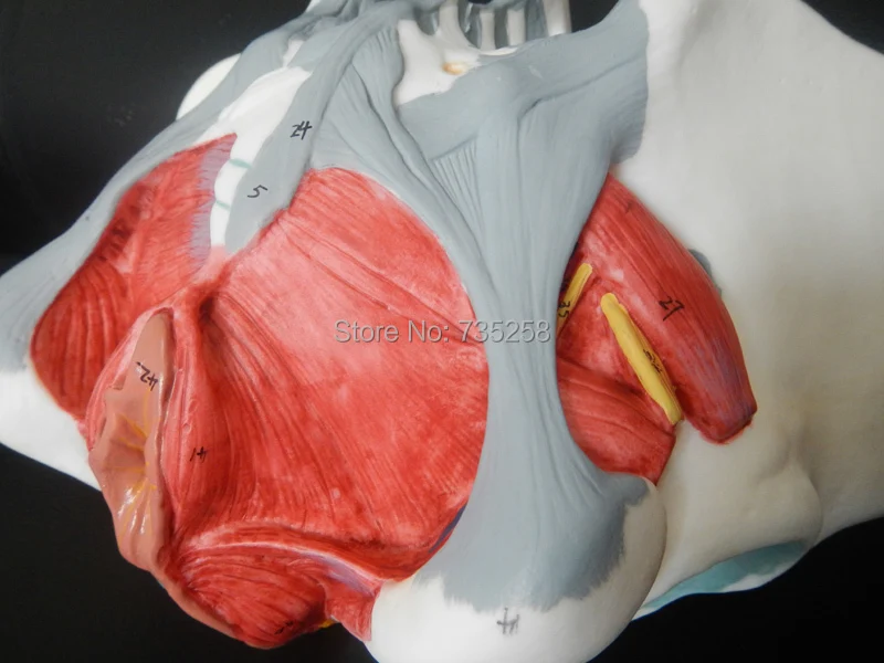 Женский таз тазовый пояс с моделью мышц тазового дна|female pelvis|female pelvis modelpelvis model |