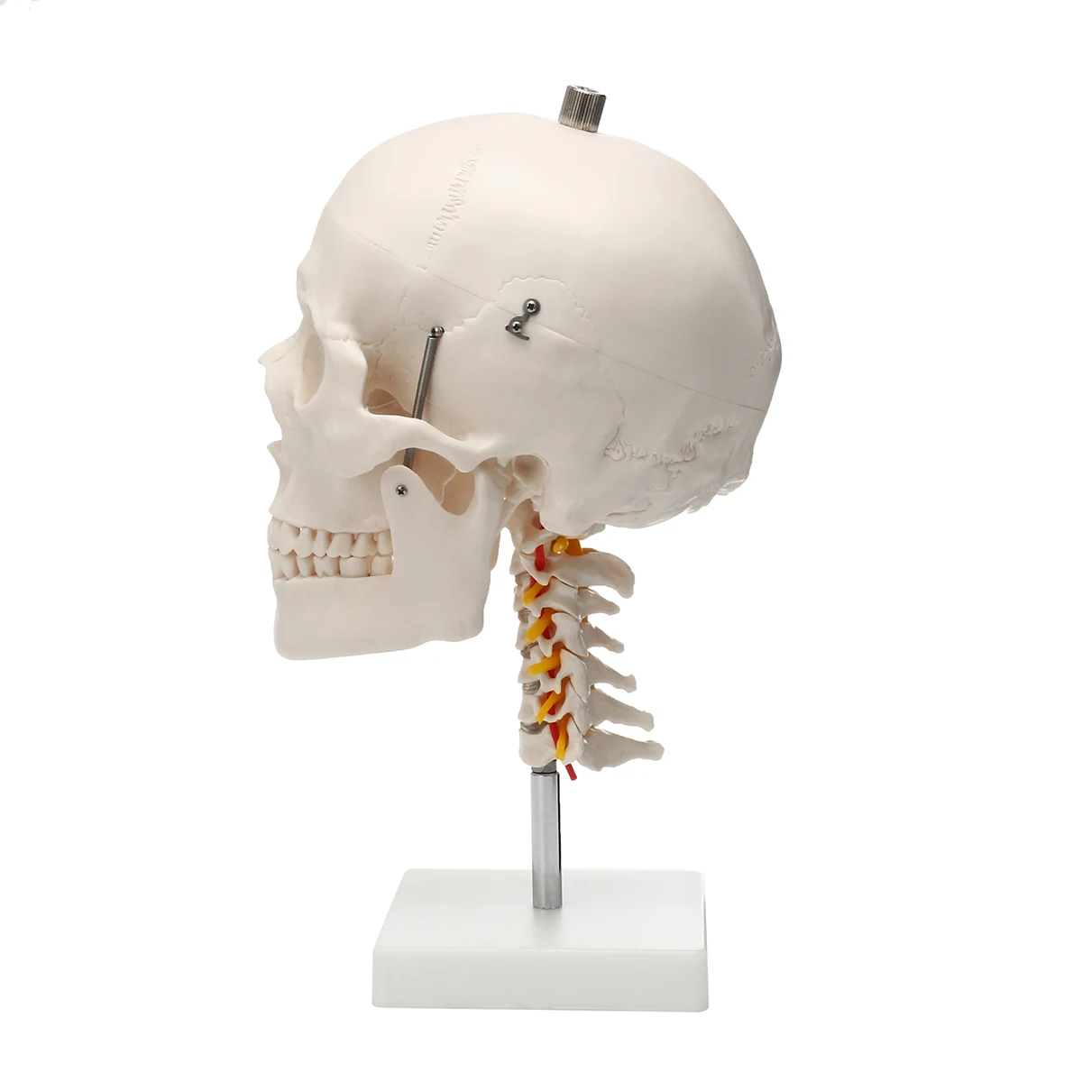 1:1 Размер жизни человеческий череп анатомический череп для изучения анатомии модель шейного отдела позвоночника скелетная школьная образовательная медицинская учебная