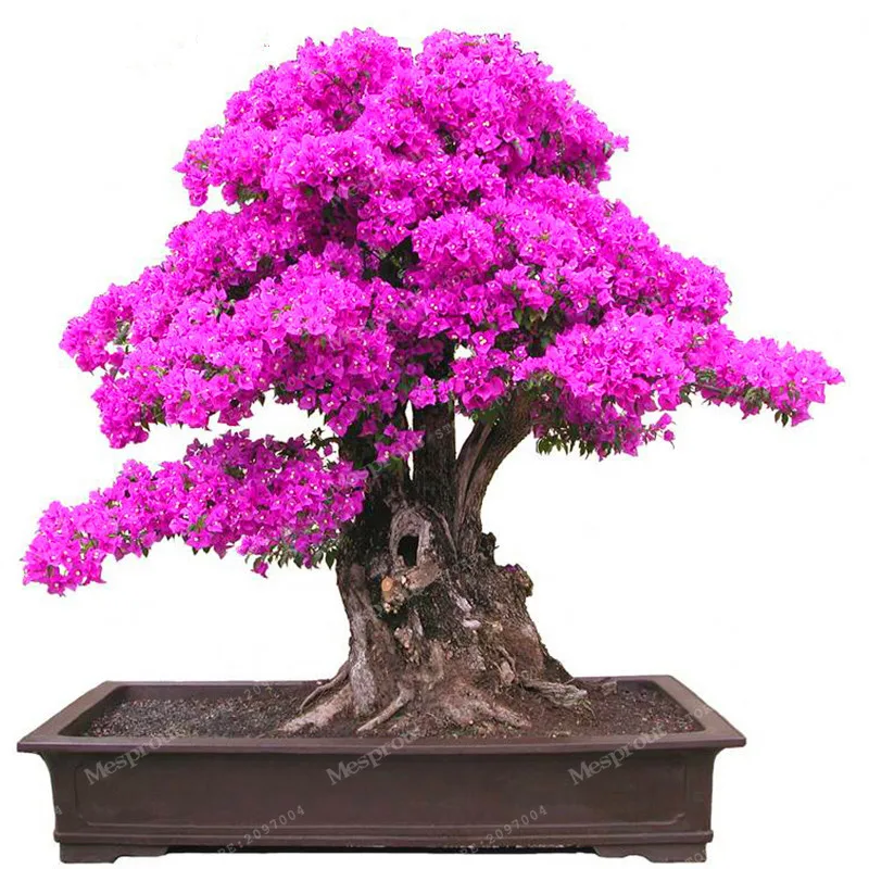 

100pcs Bonsai Potted Plant Red Crape Myrtle Bonsai Tree Blooming Flower Bonsai Home Garden DIY Plant