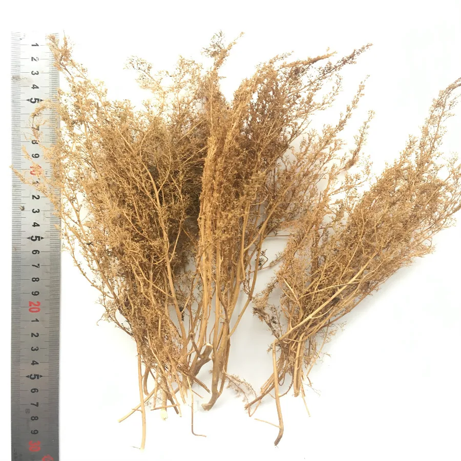 architecture new model grass (10)