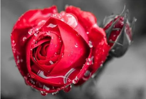 customize-3d-flooring-roses-wallpaper-3d-floor-tiles-bathroom-wallpaper-3d-stereoscopic-wallpaper (4)