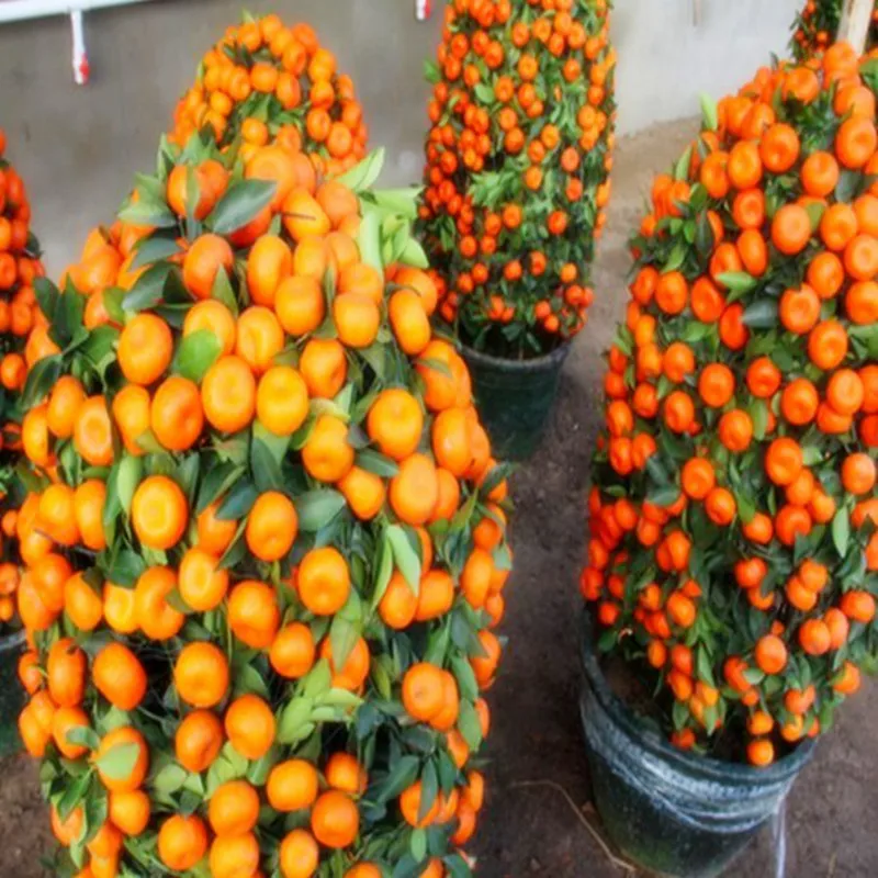 20seeds Bonsai Orange Fruit Climbing Plants Tree Mini Balcony Patio Potted Best Seeds Online