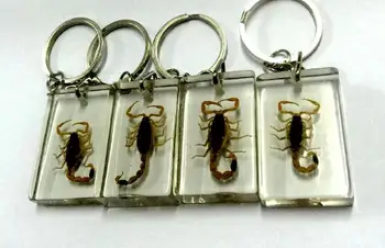 

FREE SHIPPING 10 pcs square design gold scorpion lucid back charming Keychain