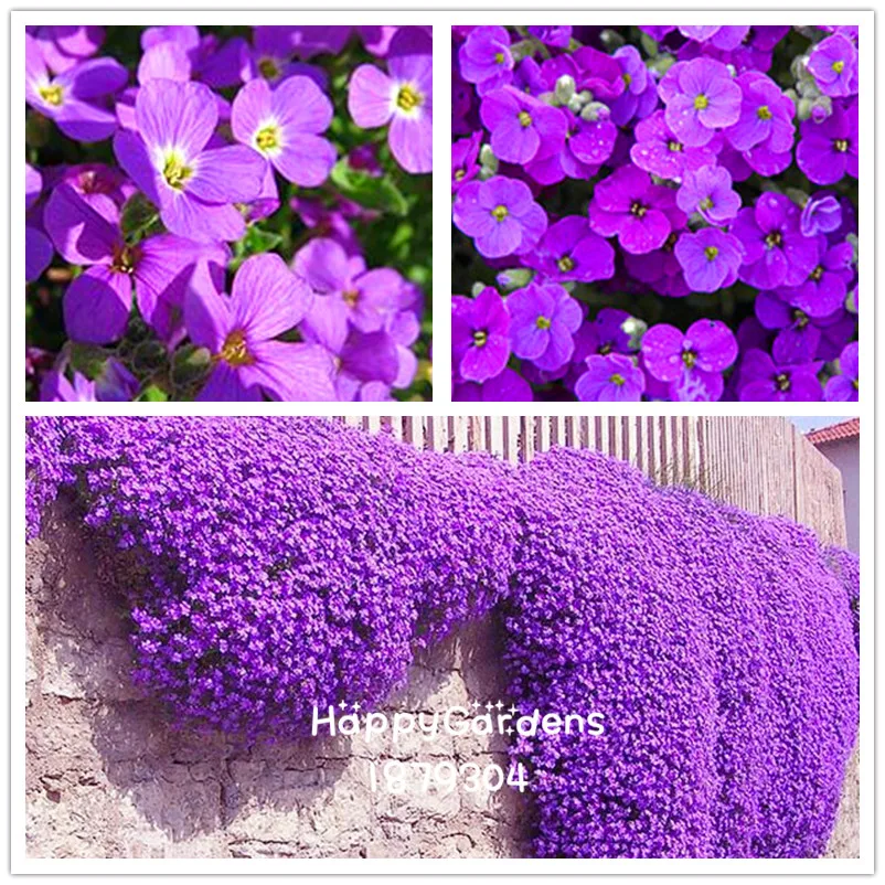 Бонсай из цветов 50 Aubrieta растение-Каскад фиолетовый цветок Флорес, превосходный многолетний растительный покров, цветочные растения для