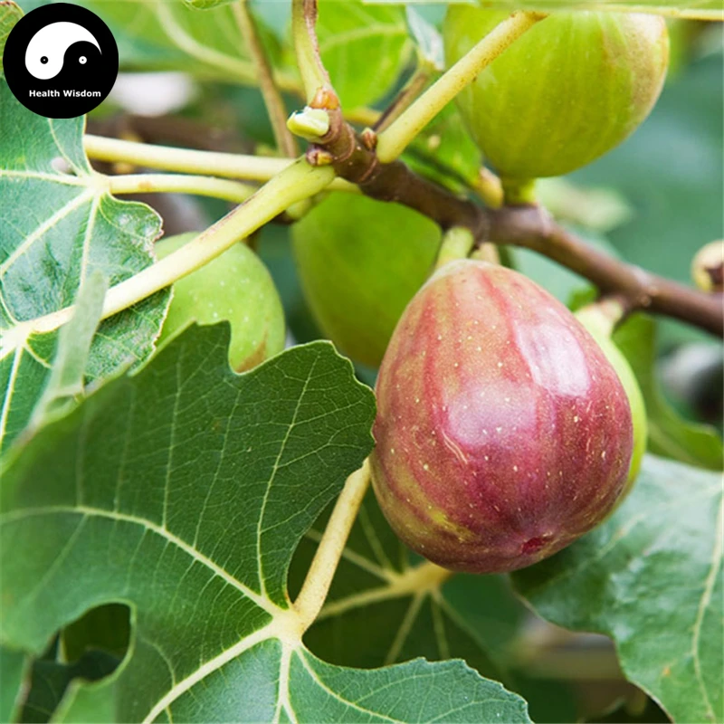

Buy Ficus Carica Fruit Tree Semente 60pcs Plant Fruit Figs For Fruit Ficus Carica