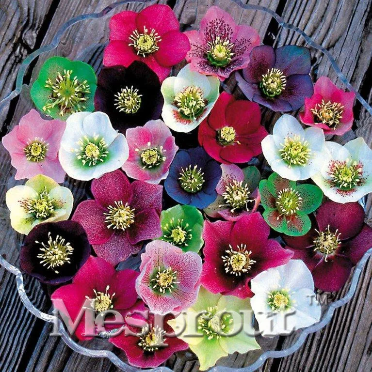

New Japanese Bonsai Potted Plants Helleborus Bonsai100pcs Diy Home Outdoor Garden Plant Bulbs Flowers Like Camellia Bonsai