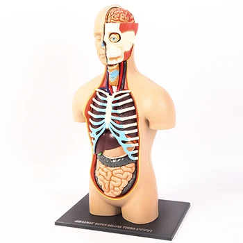 

3d human torso human 40cm super deluxe torso anatomy model Human anatomical model bust musculoskeletal new three-dimensional