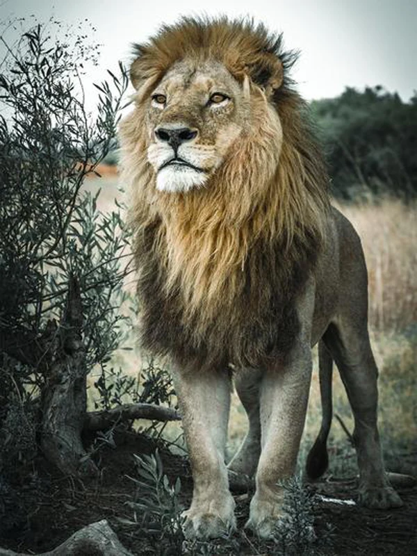 jigsaw-puzzle-proud-lion-500-piece-jigsaw-puzzle-1_400x