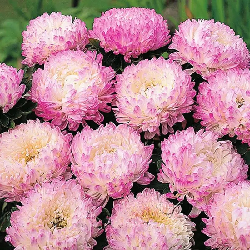 50 light pink chinese