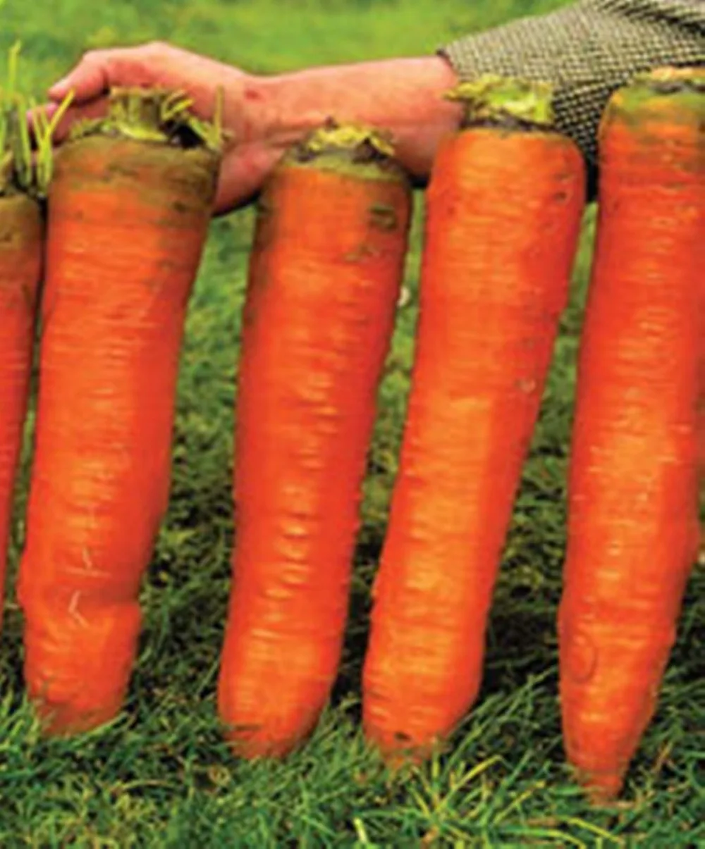Online Buy Wholesale giant carrot from China giant carrot Wholesalers