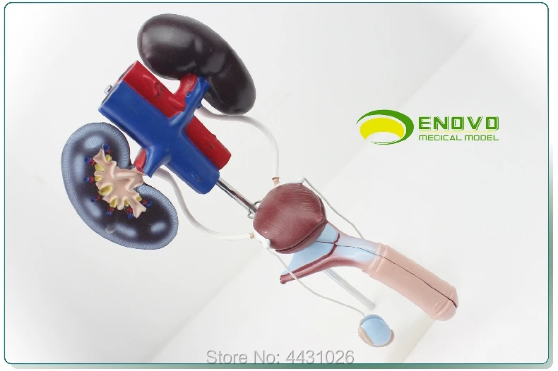 ENOVO Мужской мочеполовой системы модель человеческого мочевыделительной системы модель Анатомия почки мочевого пузыря пениса яички