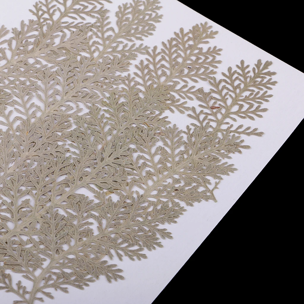 12 Pcs Natural Senecio Cineraria Real Pressed Dried Flowers DIY Herbarium Scrapbooking Card Making Jewelry Resin Crafts 