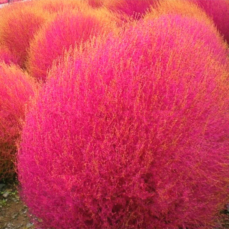 Ornamental Kochia Scoparia Grass