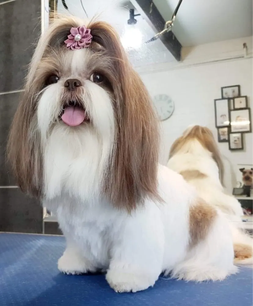 Банты для собак и кошек банты с резинками ухода за шерстью 100 шт.|dog hair accessories|bow