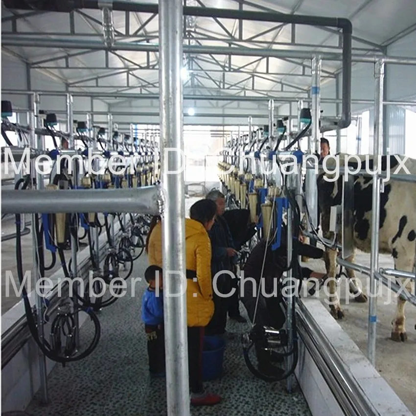 Автоматический доильный салон из рыбьей кости Waikato для молочной фермы