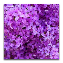 На заказ алмазная живопись цветок Роза вышивка крестиком Санта Клаус Снеговик hibah домашний декор diy pintura Алмазная мозаика Круз фильмы