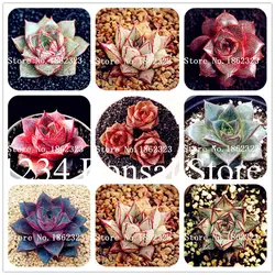 100 шт. Echeveria Purpusorum бонсай сочные бонсай растения цветочных растений Japon растения в горшках DIY растений для дома сад кактус