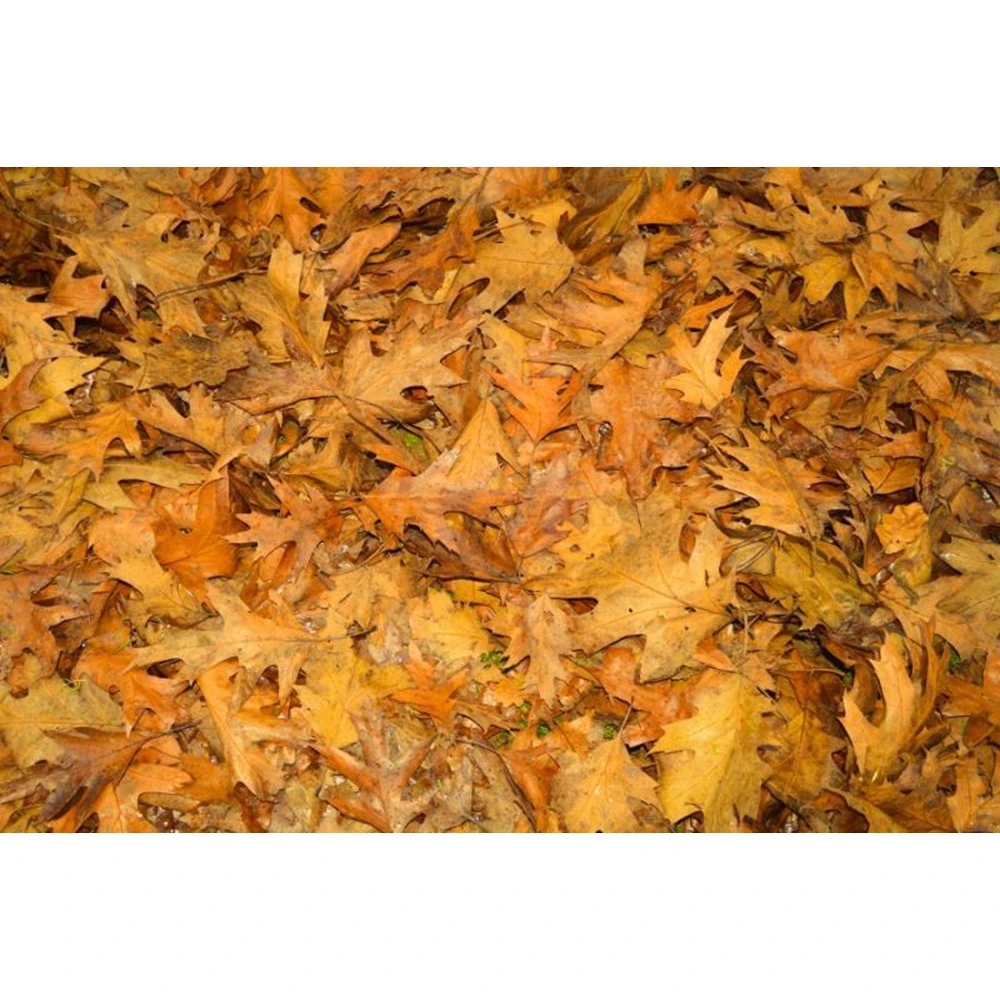 

Yeele Autumn Golden Maple Leaves Baby Food Portrait Photography Backgrounds Customized Photographic Backdrops For Photo Studio