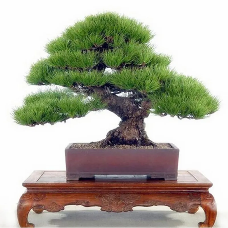Pine Tree bonsai, Potted bonsai Pinus Landscape bonsai For Home&Garden,Teach you how to grow 20pcs/pack