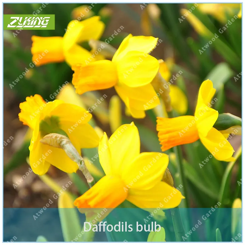

ZLKING 2pcs Narcissus Bulb Bonsai Daffodils Home Garden Bonsai Perennials Flower Bulb Not High Germination Rate Rapid Grow