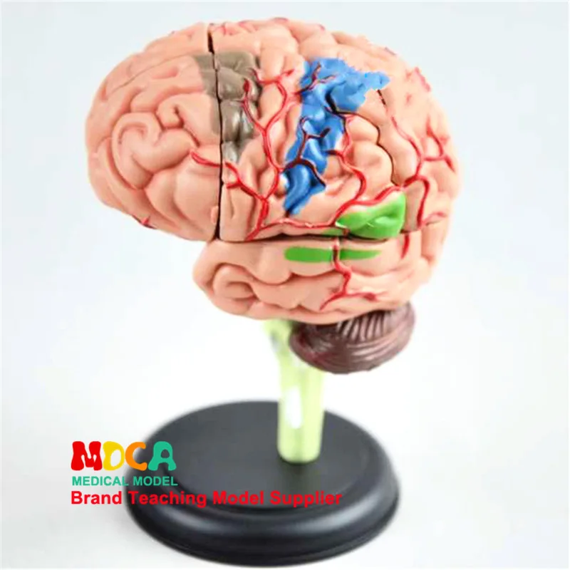Человеческий орган 4D мозга в сборе манекен для медицинского обучения оборудование Bioanatomical модельный манекен