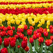 Тюльпан цветок море DIY живопись по номерам 24 Цвета Пигмент кисть Искусство Ручная роспись креативная цифровая картина маслом