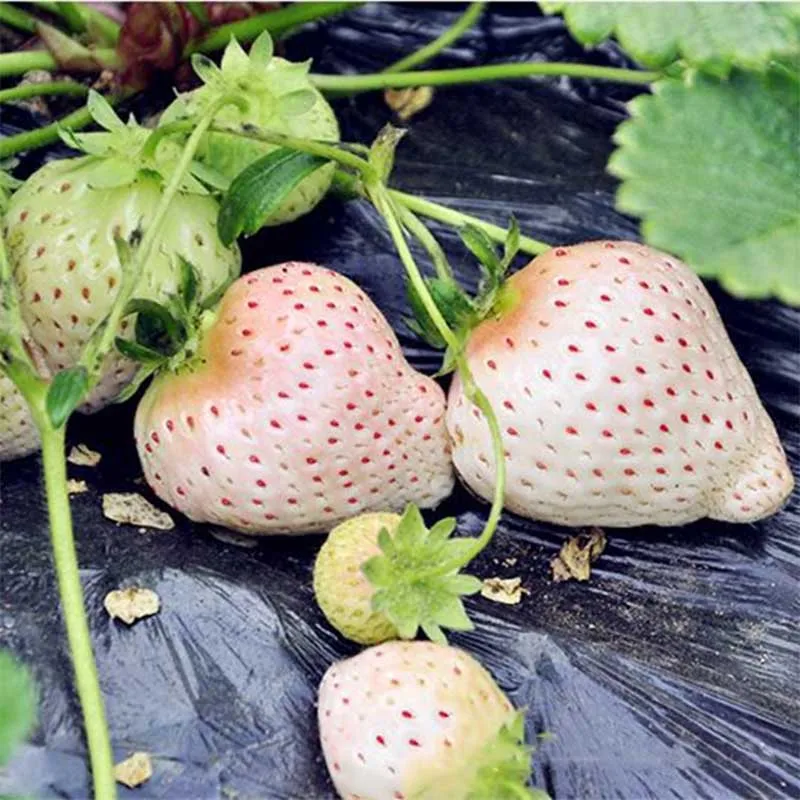 

100pcs Creamy Strawberry Seeds Bonsai Tree Seedsplants Vegetables Potted Fruit Succulent Seeding Balcony Garden Decoration
