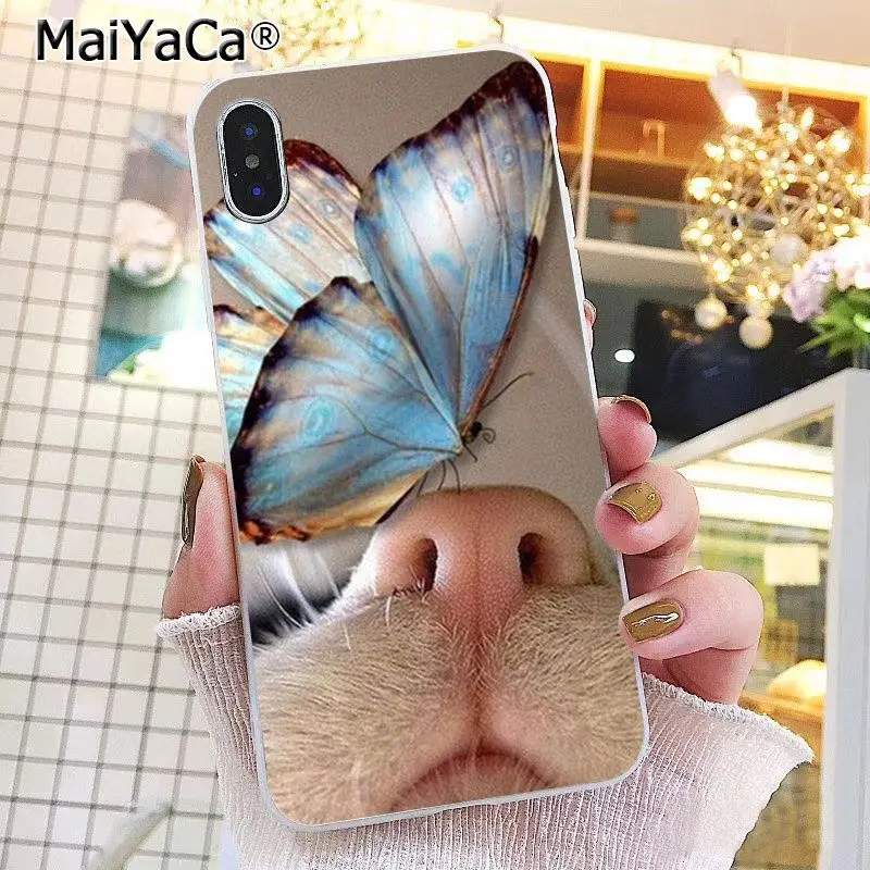Butterfly Stand On The Cat Nose 