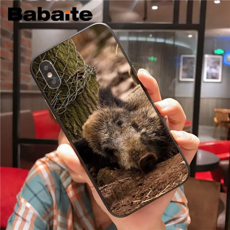 Wild Boar pig animal