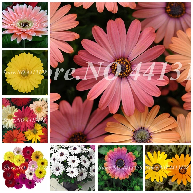 

Hot 100 pcs Bonsai Daisy Plants Outdoor Chrysanthemum Flower Beautiful Potted Flore Plants for Home Garden Planting Easy Grow