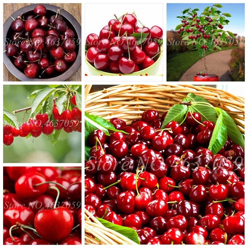 

50 pcs/ bag Mini Cherry Flores Bonsai Tree Organic Natural Growth Fruit Plantas Pot for Home Garden Flower Fruta Pot Planters