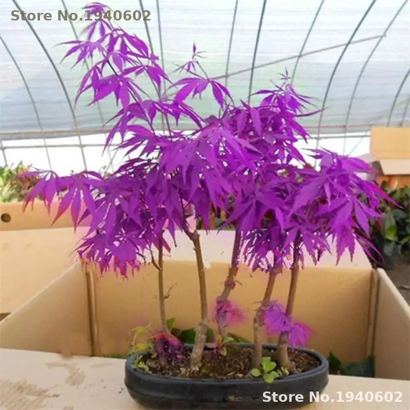 20PCS Rare Purple Blue Ghost Japanese Maple Tree, (Acer Palatum), bonsai flower tree plant for home garden Flowers Ground Cover 20PCS Rare Purple Blue Ghost Japanese Maple Tree, (Acer Palatum), bonsai flower tree plant for home garden Flowers Ground Cover
