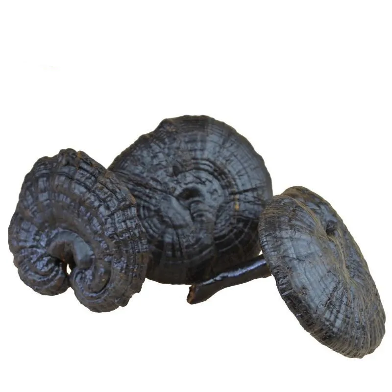 

Changbai Mountain, China Wild Ganoderma lucidum ganoderma atrum black Ganoderma lucidum Strengthen immunity Prolong life