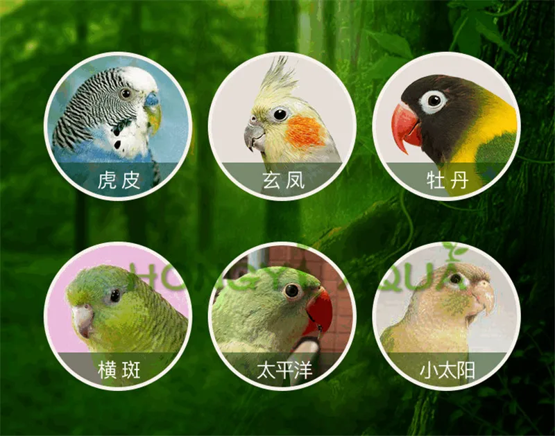 鹦鹉鸟粮食4
