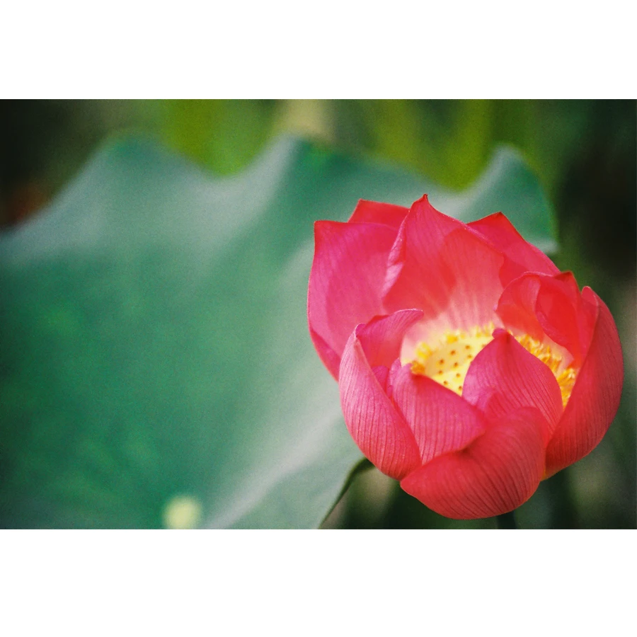 Fujifilm Fuji color C200 цветная пленка 35 мм 36 для камеры формата 135 Lomo Holga BC 3 шт./партия|film