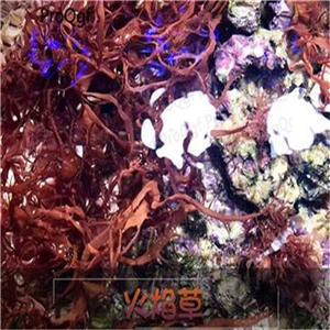 1 шт. набор Acropora milleporas sargasum - Цвет: 1 flame SARGASSUM